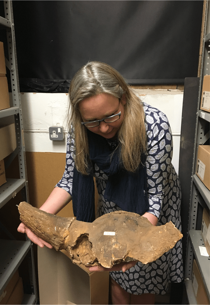 Bison skull pre-conservation